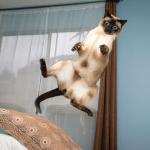 chat qui saute