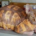 chat tortue