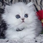 chaton mignon blanc