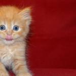 chaton roux yeux bleu