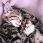 chatons adorables