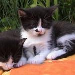 chatons jumeaux