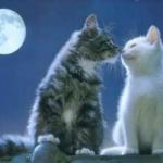 chats au clair de lune