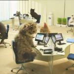 chats au travail