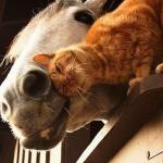 jeux de chat et cheval