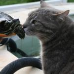 le chat et la tortue