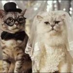 mariage de chats