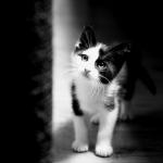 petit chaton noir et blanc