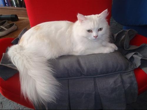 Angora blanc chat
