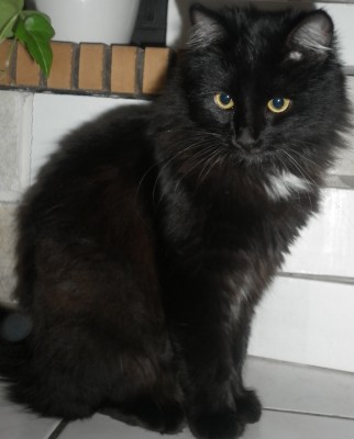 Angora noir chat