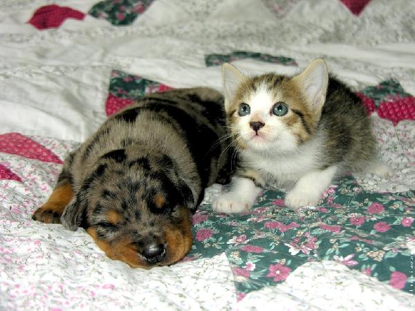 Bébés chat et chien