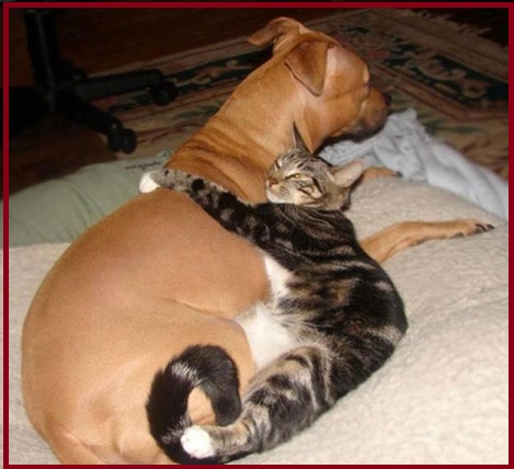 Calin chien chat