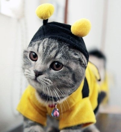 Chat abeille