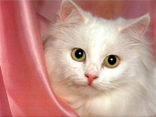 Chat angora blanc yeux vert