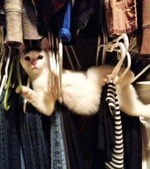 Chat armoire