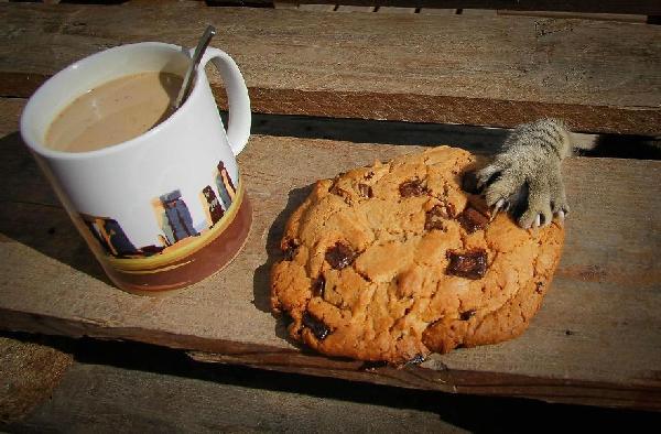Chat cookie