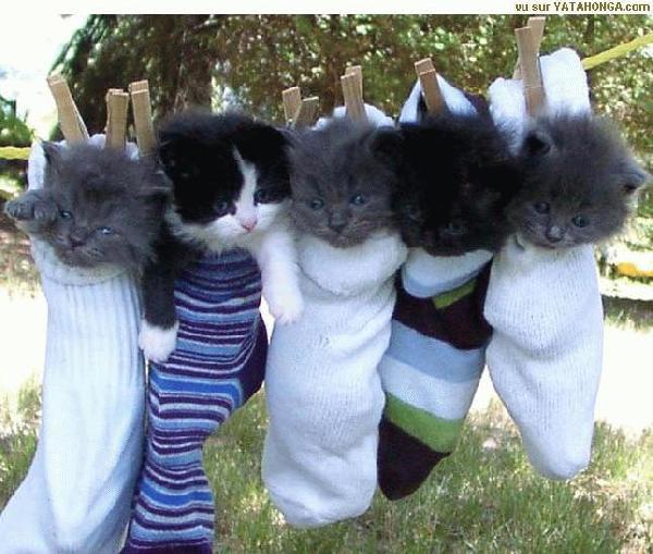 Chat dans chaussette