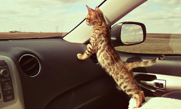 Chat dans la voiture