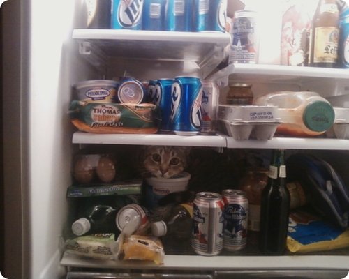 Chat dans le frigo