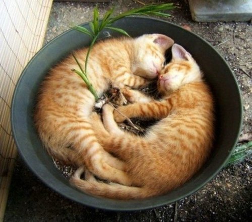 Chat dans pot