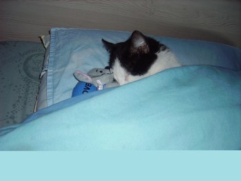 Chat dans son lit