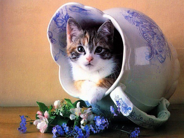Chat dans vase