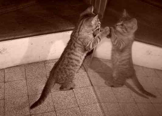 Chat devant miroir