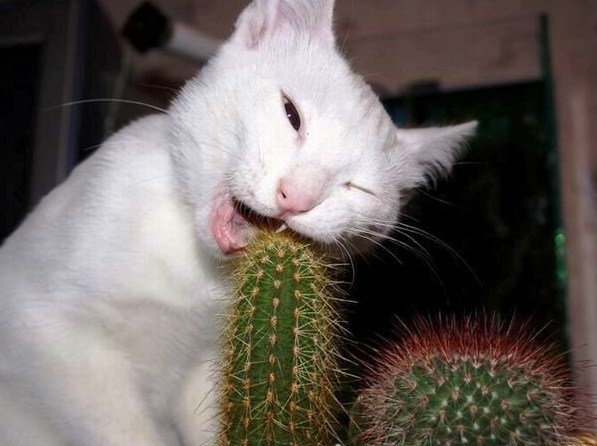 Chat et cactus
