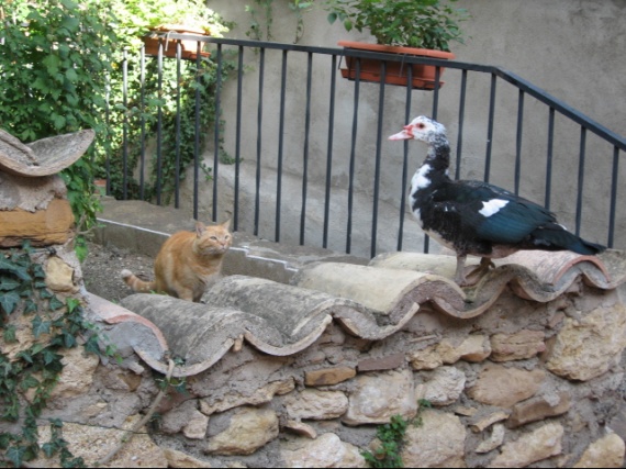 Chat et canard