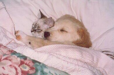 Chat et chien au lit