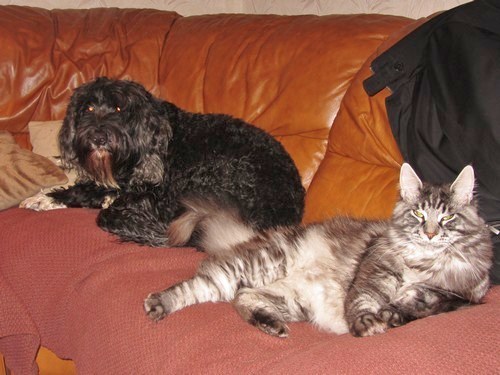 Chat et chien cohabitation