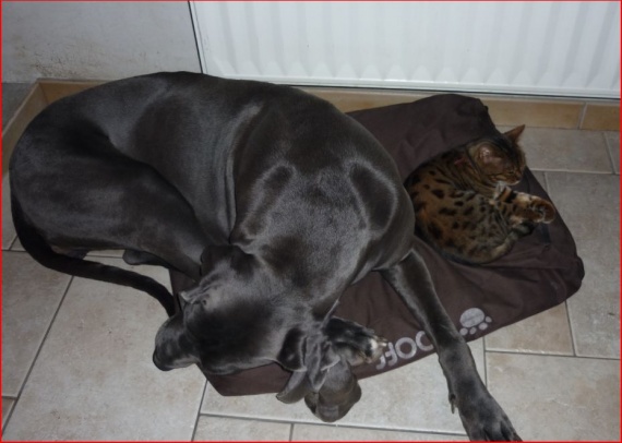 Chat et chien ensemble