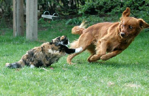 Chat et chien qui jouent