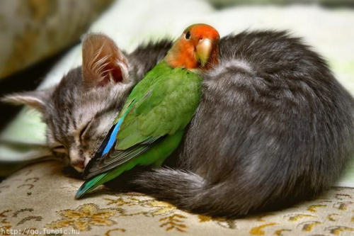 Chat et perroquet