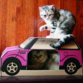 Chat et voiture