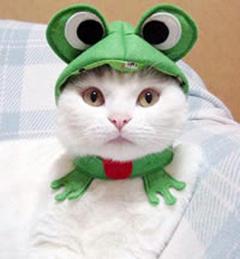 Chat grenouille