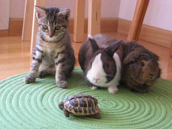 Chat lapin tortue cochon d'inde