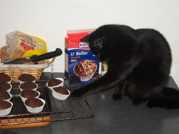 Chat muffin
