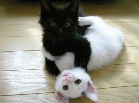 Chat noir et chat blanc