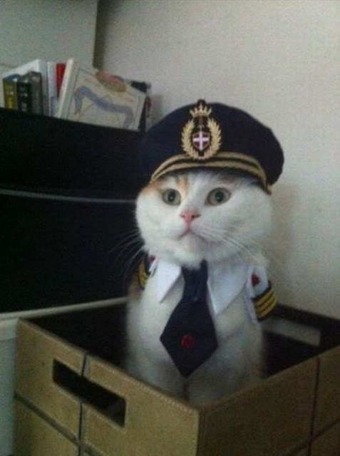 Chat pilote
