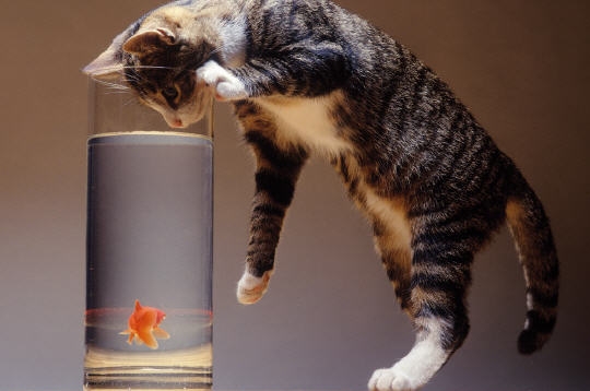 Chat poisson rouge