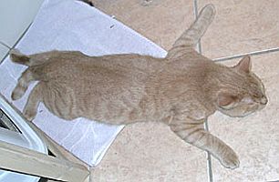 Chat qui dort par terre
