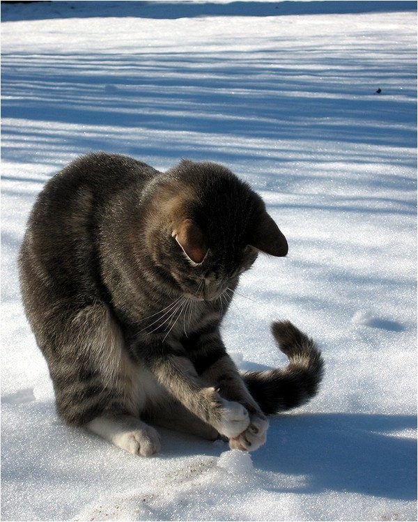 Chat qui joue dans la neige