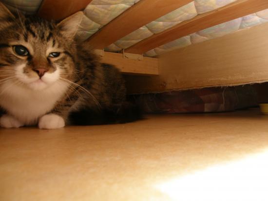Chat sous le lit