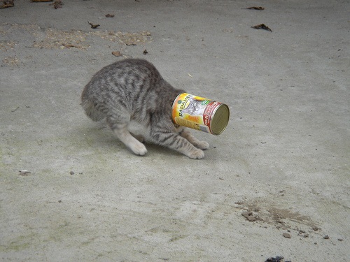 Chat trop gourmand