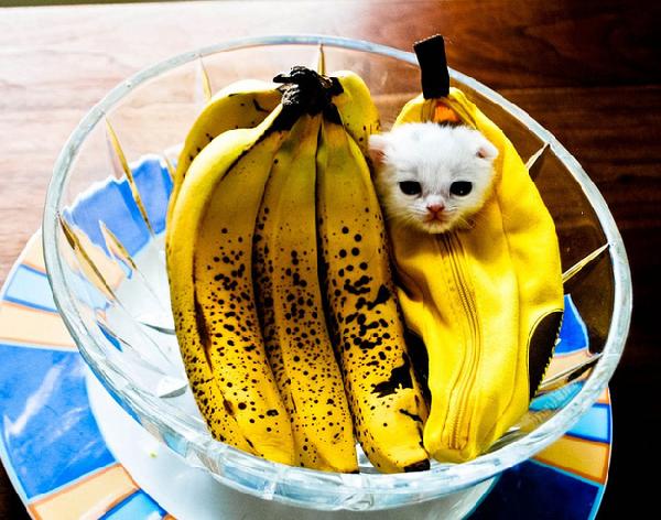 Chaton banane