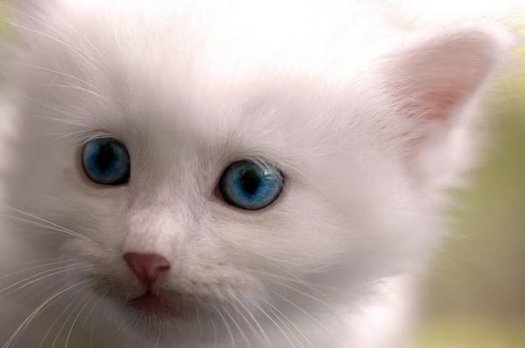Chaton blanc aux yeux bleus