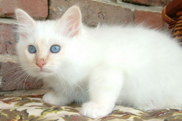 Chaton yeux bleus