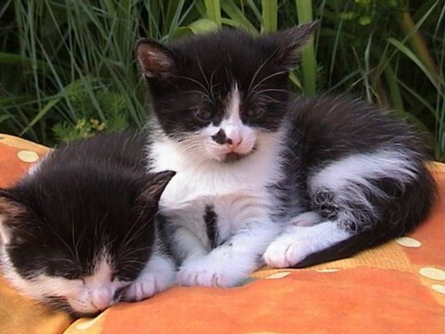 Chatons jumeaux