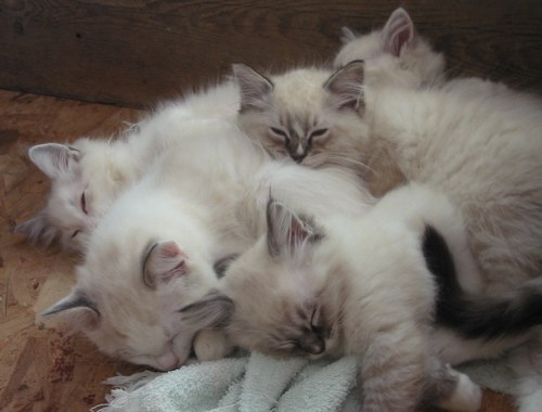 Chats endormis